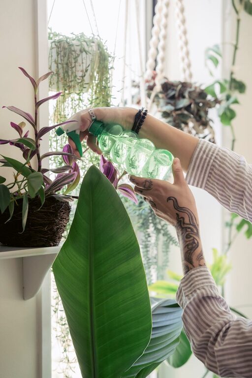 Tips for Keeping Houseplants Healthy and Thriving Indoors