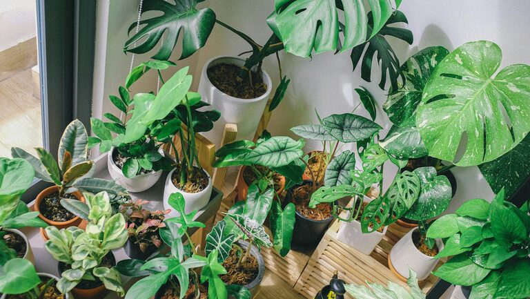 Tips for Keeping Houseplants Healthy and Thriving Easily